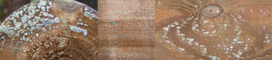 Typische Salzausblühungen bei kesseldruckimprägniertem Holz